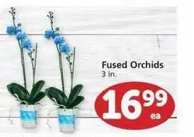 Albertsons Fused Orchids offer
