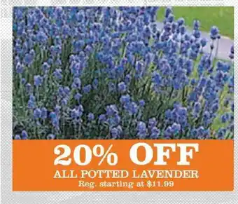 20% Off All Potted Lavender