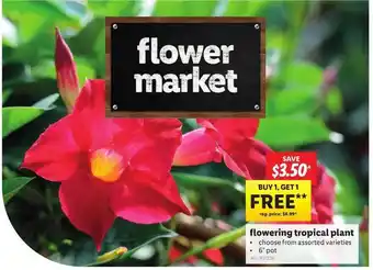 Lidl Flowering Tropical Plant offer