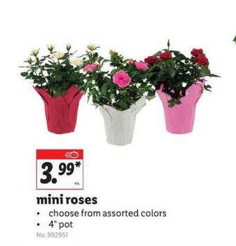 Lidl Mini Roses offer