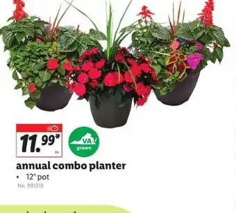 Lidl Annual Combo Planter offer