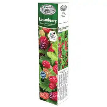 Theisen's Degroot loganberry plant offer