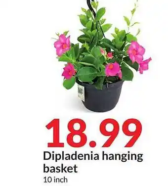 Hy-Vee Dipladenia Hanging Basket offer