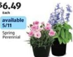 Aldi Spring Perennial offer