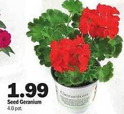 Meijer Seed Geranium offer