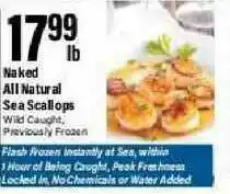 Naked All Natural Sea Scallops