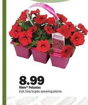 Meijer Wave Petunias offer