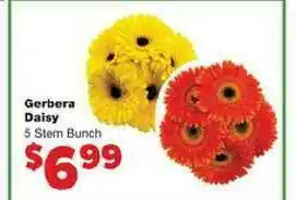 Gerbera Daisy