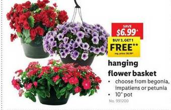 Lidl Hanging Flower Basket offer
