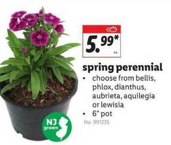 Lidl Spring Perennial offer