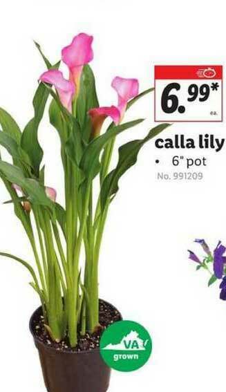 Lidl Calla Lily offer