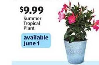 Aldi Summer Tropical Plant offer