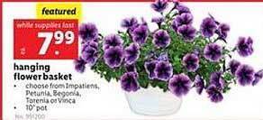 Lidl Hanging Flower Basket offer