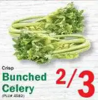 Crisp Bunched Celery