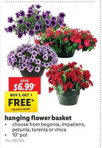 Lidl Hanging Flower Basket offer