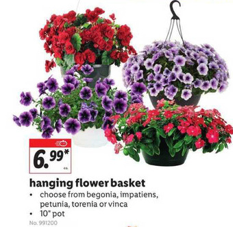 Lidl Hanging Flower Basket offer