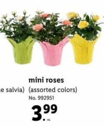 Lidl Mini Roses offer