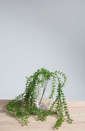 Trailing plant