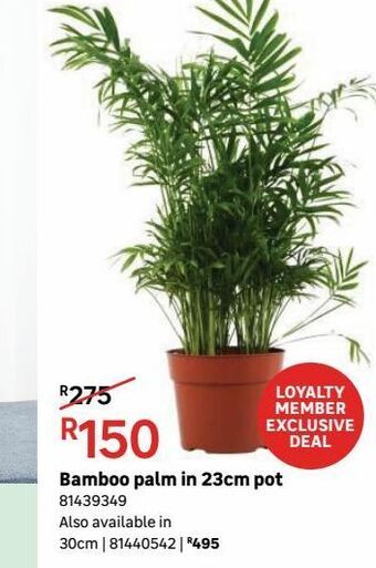 Leroy Merlin Bamboo palm in 23cm pot offer