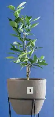 Builders Warehouse Tokyo Mini Stone Pot offer