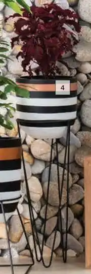 Builders Warehouse Medium Golden Zebra Pot-300mm x 300mm offer