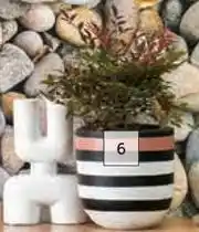 Builders Warehouse Small Golden Zebra Pot-200mm x 200mm offer