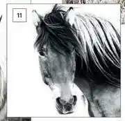 Builders Warehouse Design House Horse Canvas-550mm x 550mm offer