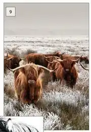 Builders Warehouse Design House Highland Cow Herd Canvas Brown-900mm x 600mm offer