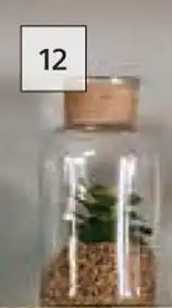 Builders Warehouse H20 Green Succulent Assorted offer