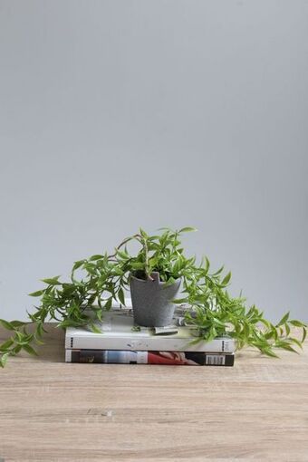 Sheet Street Potted trailing faux plant offer