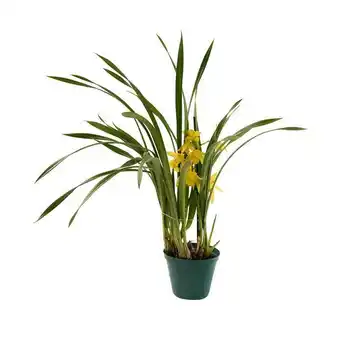 Woolworths 1 spike cymbidium orchid offer