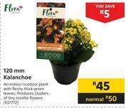 Builders Warehouse Flora 120mm Kalanchoe offer