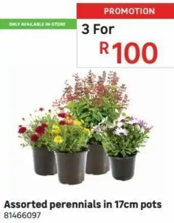 Assorted Perennials in 3 x 17cm Pots