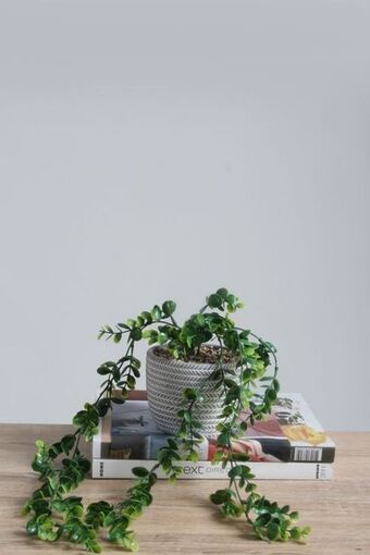 Sheet Street Potted ceramic trailing plant offer