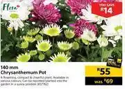 Builders Warehouse Flora 140mm chrysanthemum pot offer