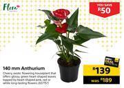 Builders Warehouse Flora 140mm anthurium offer