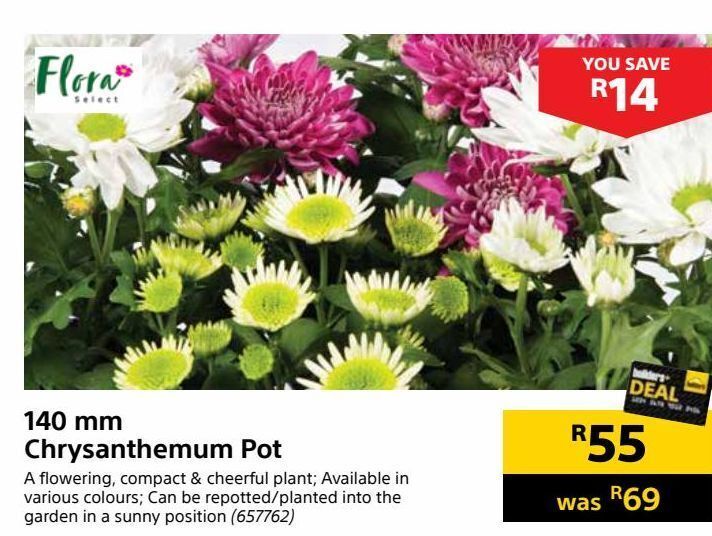 140 mm chrysanthemum pot offer at Builders Warehouse