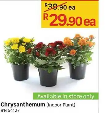 Leroy Merlin Chrysanthemum ( Indoor Plant ) offer