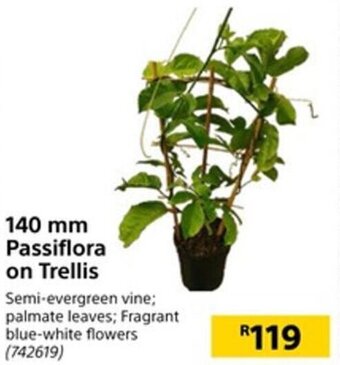 140mm Passiflora on Trellis