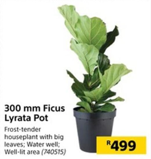300mm Ficus Lyrata Pot offer at Builders Warehouse