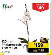 Builders Warehouse Flora 120mm phalaenopsis 1 stem pot offer