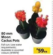Builders Warehouse 80mm moon cactus pots-each offer