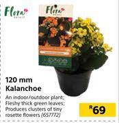 Builders Warehouse Flora 120mm kalanchoe offer