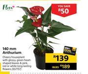 Builders Warehouse Flora 140mm anthurium offer
