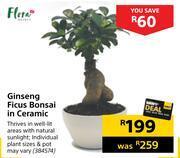 Builders Warehouse Flora ginseng ficus bonsai in ceramic offer