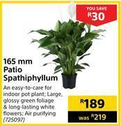 Builders Warehouse 165mm patio spathiphyllum offer
