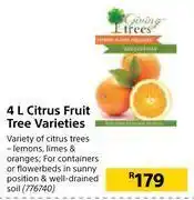 Builders Warehouse 4l citrus fruit tree varieties offer