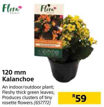 Flora 120mm kalanchoe