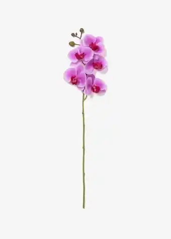 Woolworths Artificial orchid stem offer