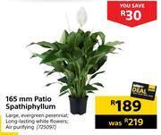 Builders Warehouse 165mm patio spathiphyllum offer